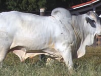 Lote 51