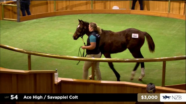 2025 National Weanling Sale - Lots 54 - 61