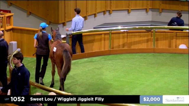 2025 National Standardbred Weanling Sale - Lots 1052 - 1061