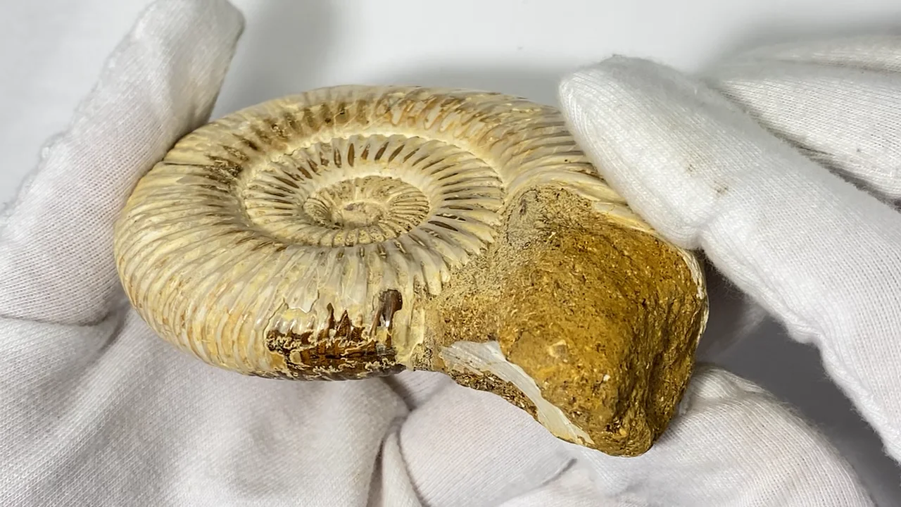 アンモナイト化石 12cm(291) アンモナイト化石 約2.85kg 21cmx 15cmx 10cm 化石発掘 古生代