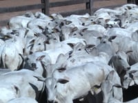 Lote 45