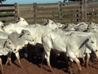 Lote 70 e 71