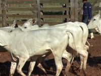Lote 70