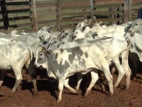 Lote 71