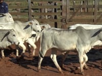 Lote 72