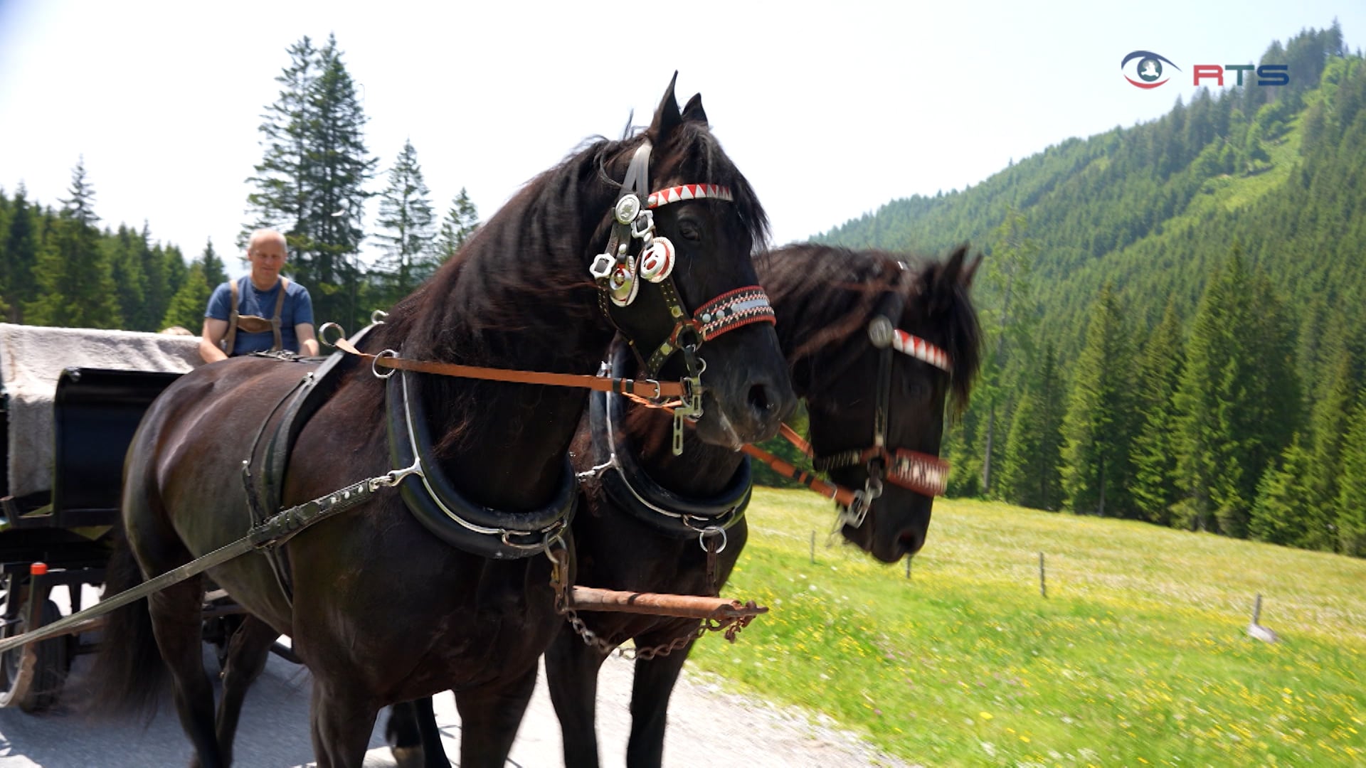 mit-friesen-unterwegs-in-filzmoos