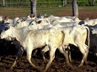 Lote 02C