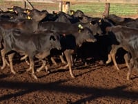Lote 58