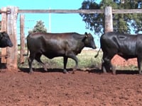 Lote 56