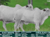 Lote 24