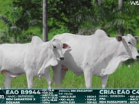 Lote 23