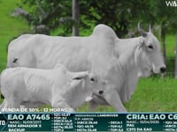 Lote 1000