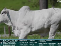 Lote 42