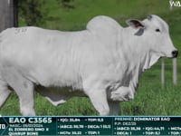 Lote 38
