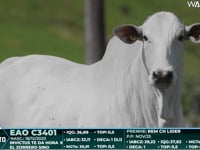 Lote 36