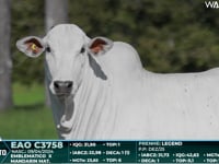 Lote 33