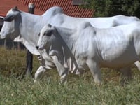 Lote 01