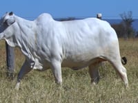 Lote 02
