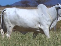 Lote 04