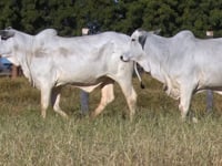 Lote 14