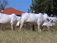 Lote 19
