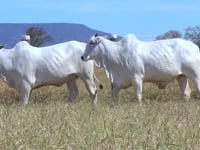 Lote 20