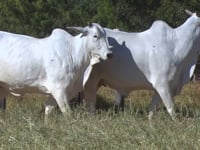 Lote 27