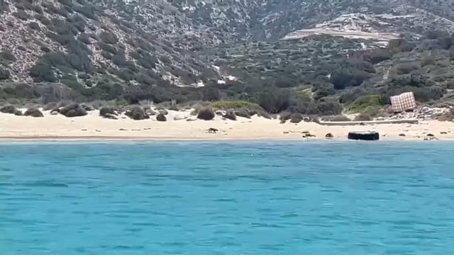 Έκκληση για τη διάσωση γατιών από τη νησίδα Πολύαιγος Κιμώλου 26-6-2025