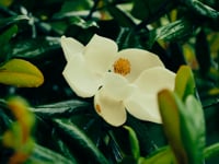 Why Magnolia Branch?