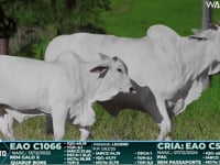 Lote 15