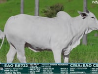 Lote 16