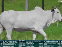 Lote 19