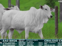 Lote 20
