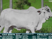 Lote 21