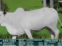 Lote 22