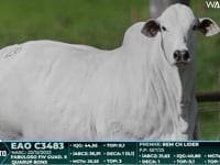 Lote 26