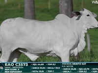 Lote 29