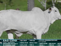 Lote 31