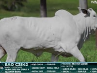 Lote 35