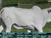 Lote 37