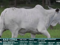 Lote 34