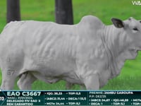 Lote 39
