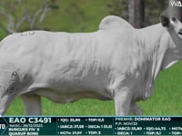 Lote 40