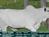 Lote 41