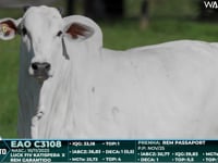 Lote 44