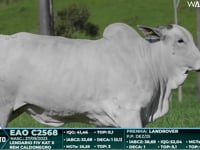 Lote 46