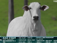 Lote 47
