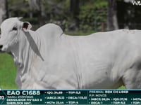 Lote 50