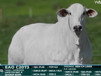 Lote 51