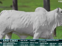Lote 57